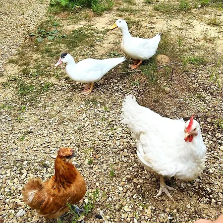 Mas Campassol Sant Felíu de Pallarols